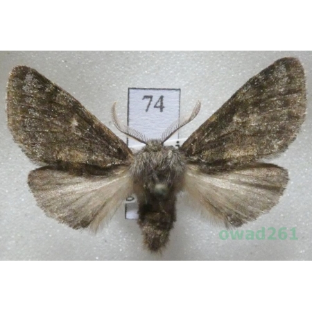 Gluphisia crenata (Esper, 1785) male Czech74